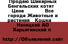 Продаю Шикарных Бенгальских котят › Цена ­ 17 000 - Все города Животные и растения » Кошки   . Ненецкий АО,Харьягинский п.